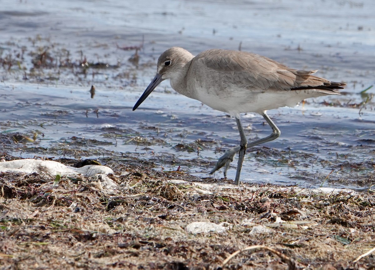 Willet - ML207402471