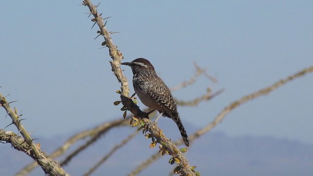 Cactus Wren - ML207402771