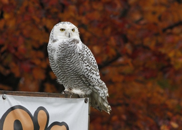 Snowy Owl - ML207403481