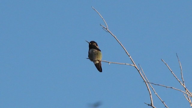 Costa's Hummingbird - ML207403631