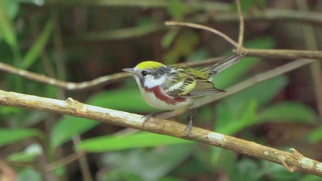 Chestnut-sided Warbler - ML207404471