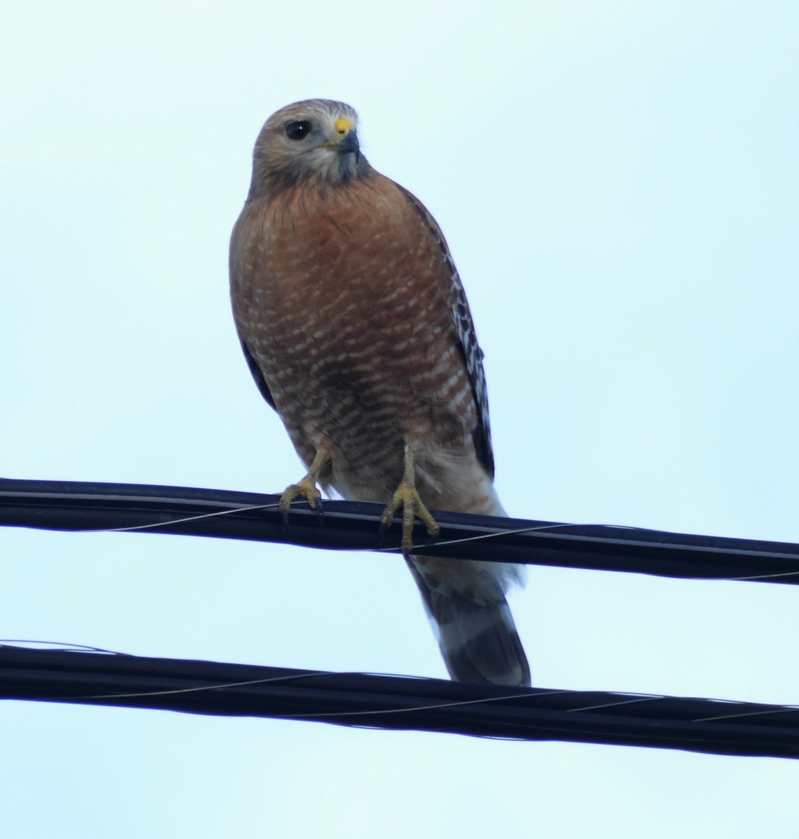 Red-shouldered Hawk - ML207404791
