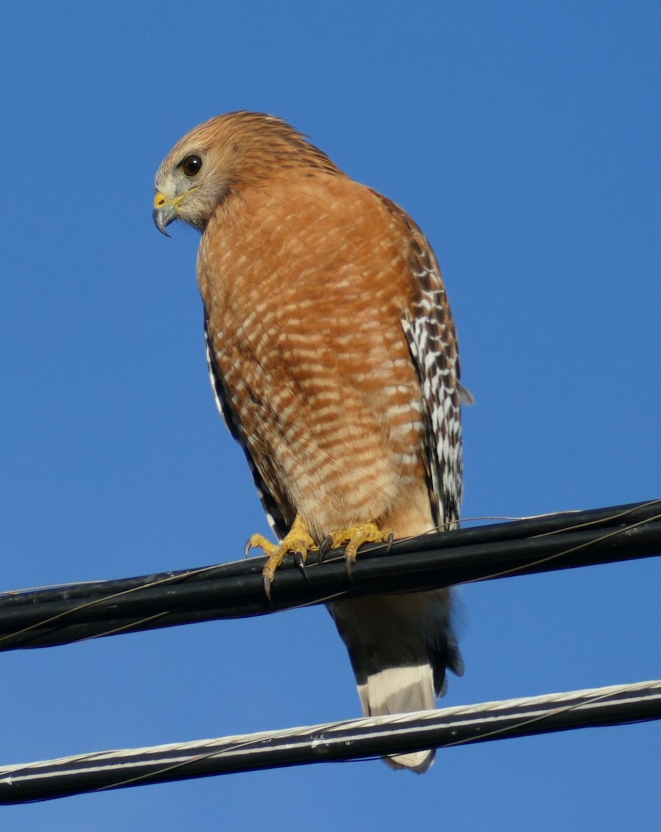 Red-shouldered Hawk - ML207404801