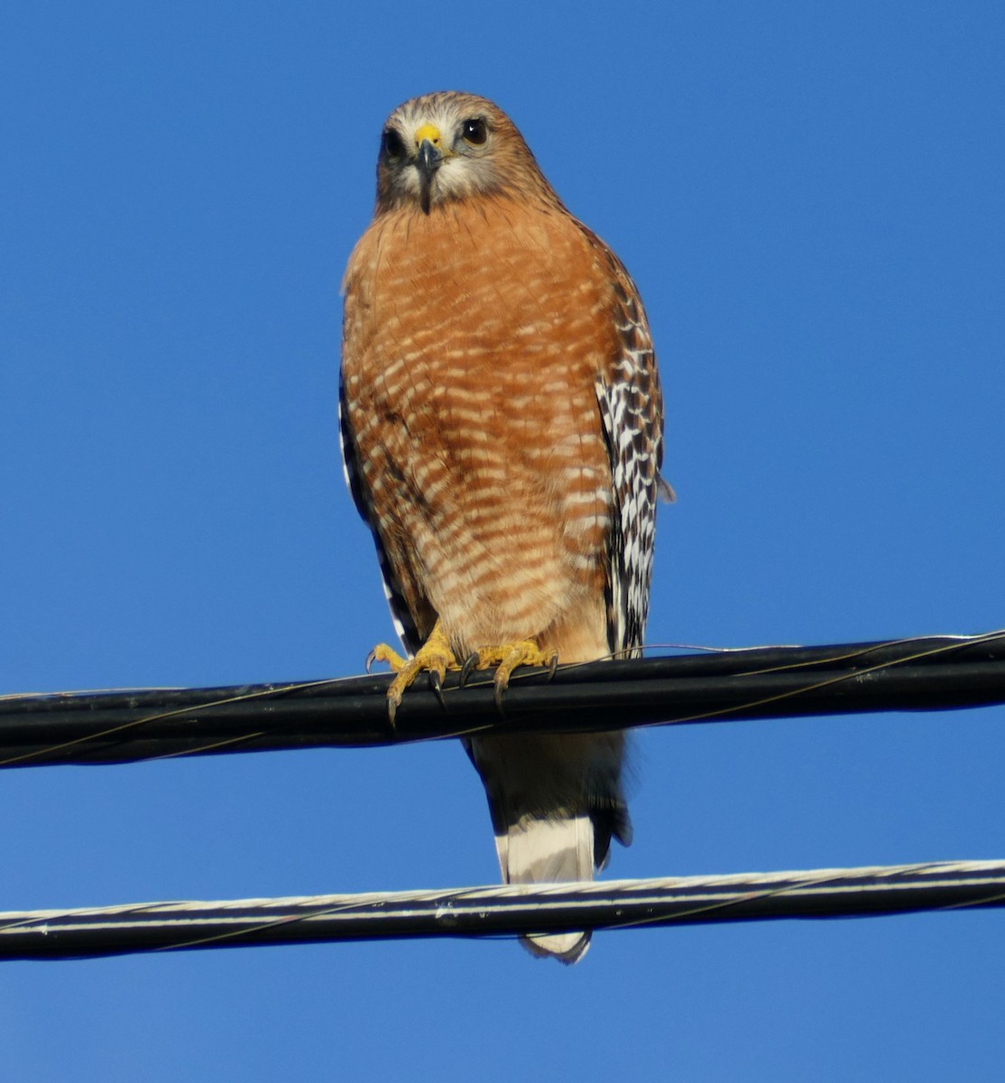 Red-shouldered Hawk - ML207404811