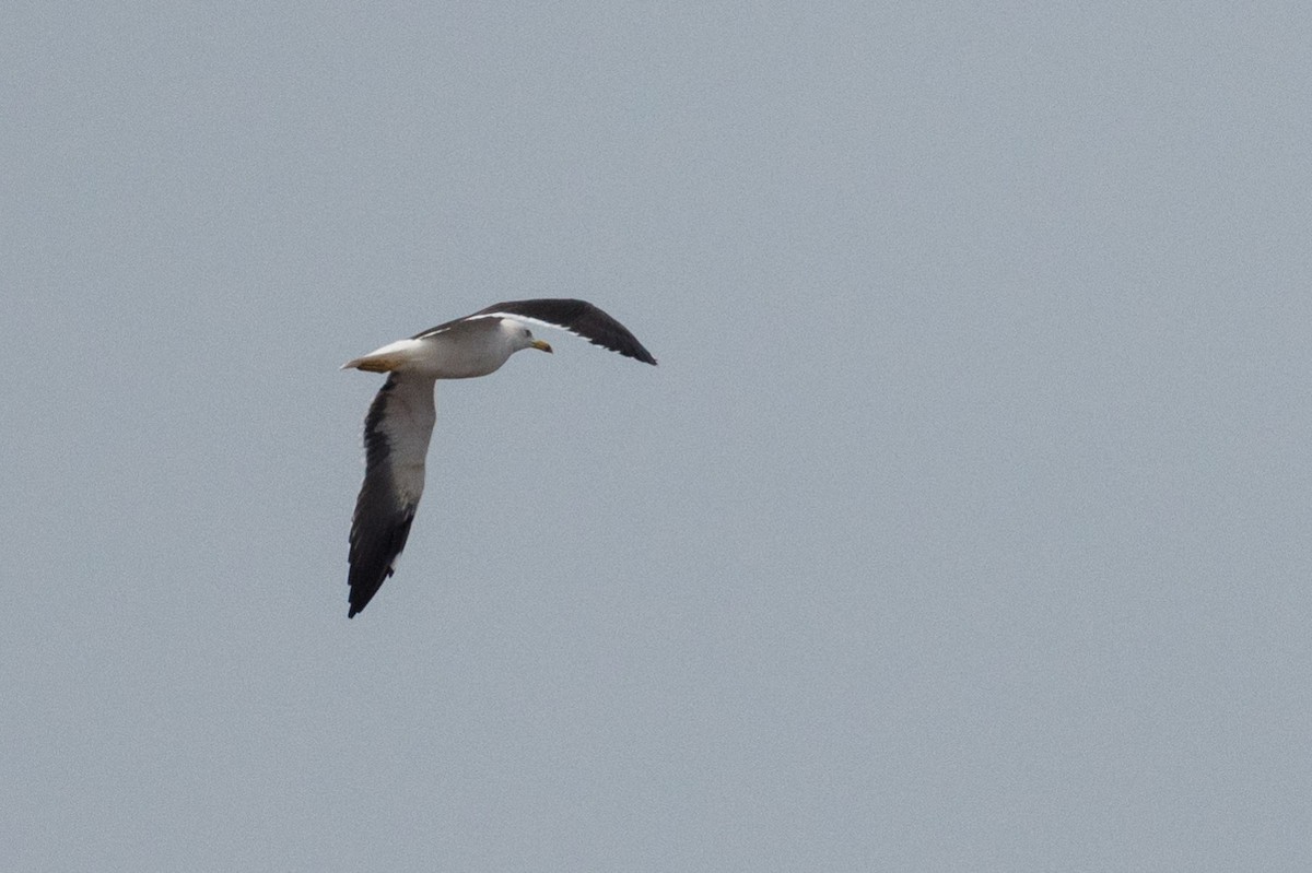 Lesser Black-backed Gull (fuscus) - ML207405011