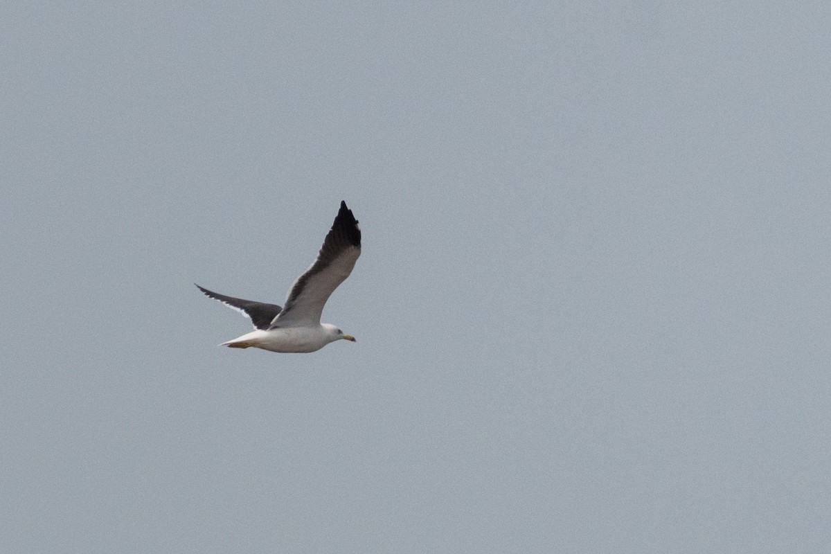 Lesser Black-backed Gull (fuscus) - ML207405021