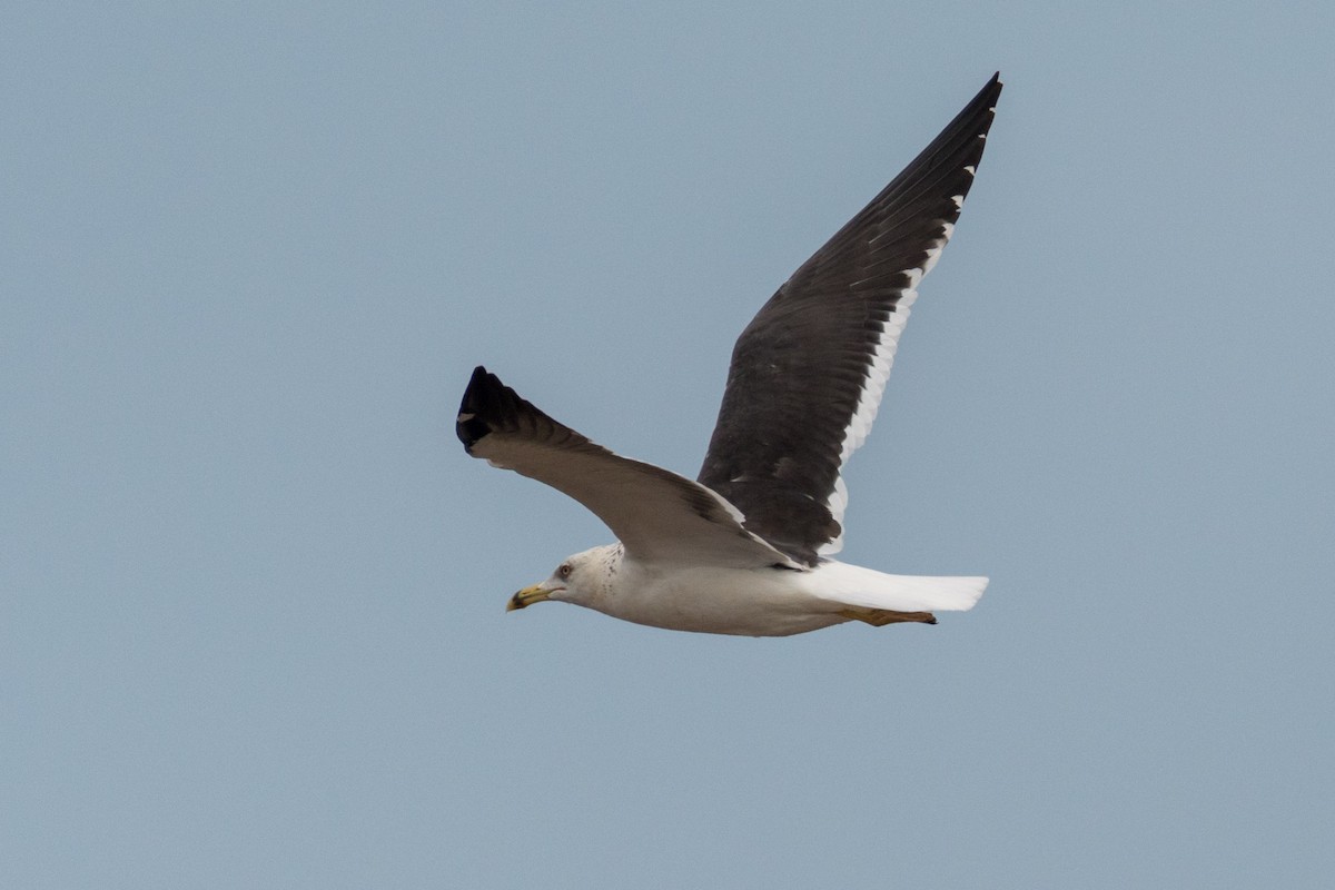 Lesser Black-backed Gull (fuscus) - ML207405041