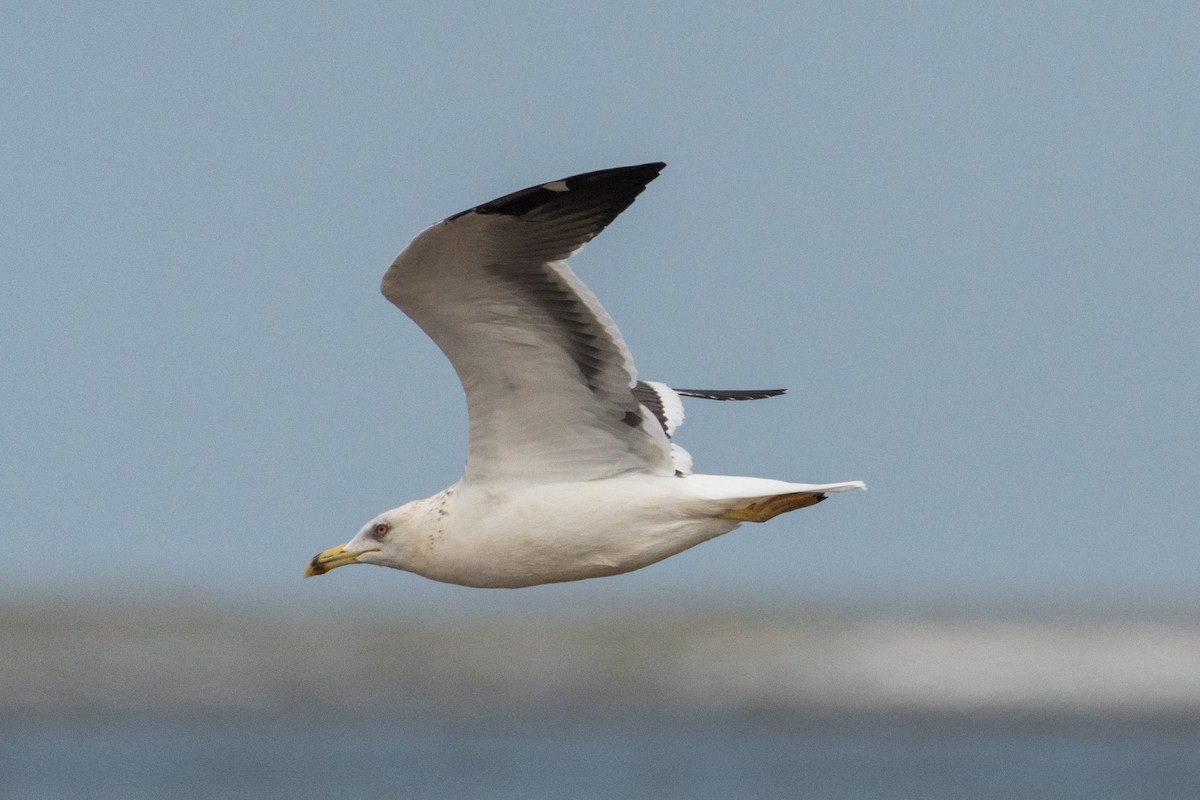 Lesser Black-backed Gull (fuscus) - ML207405061