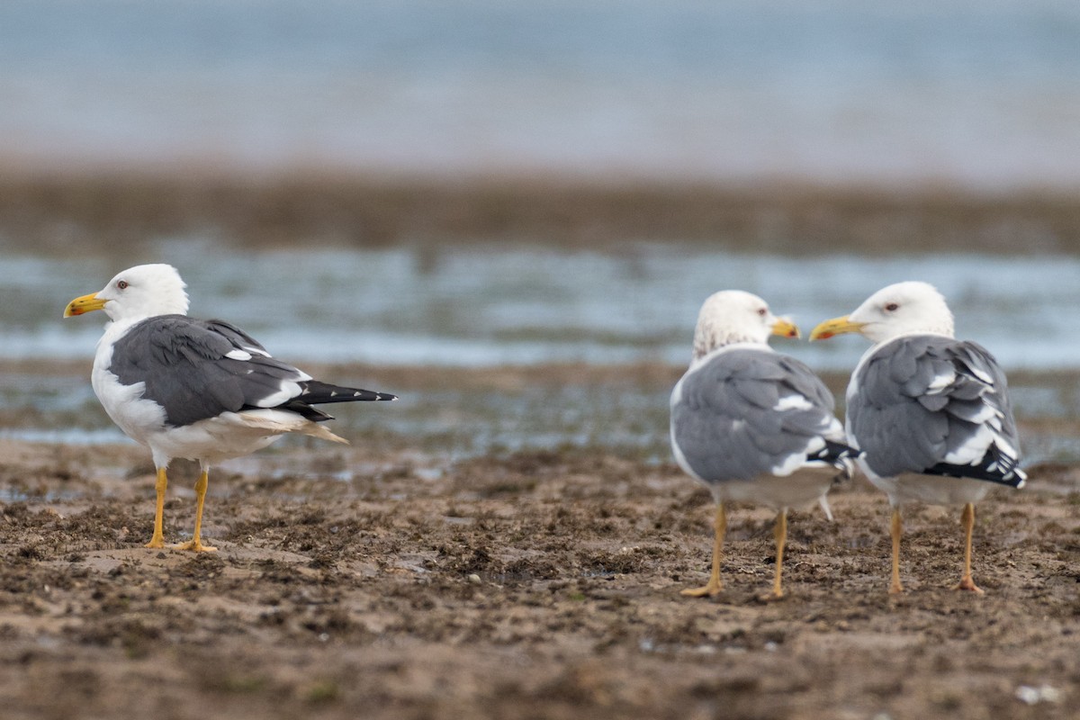 Lesser Black-backed Gull (Heuglin's) - ML207405121