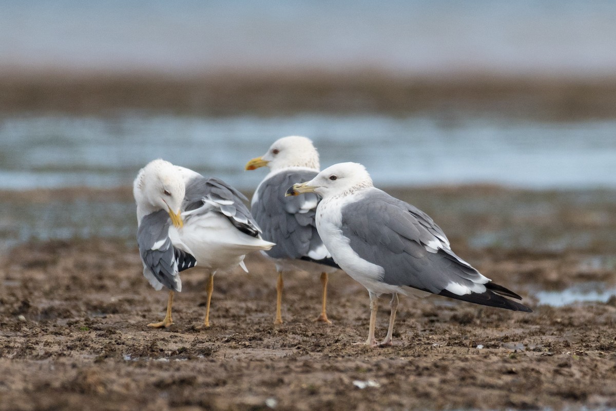 Lesser Black-backed Gull (Heuglin's) - ML207405131