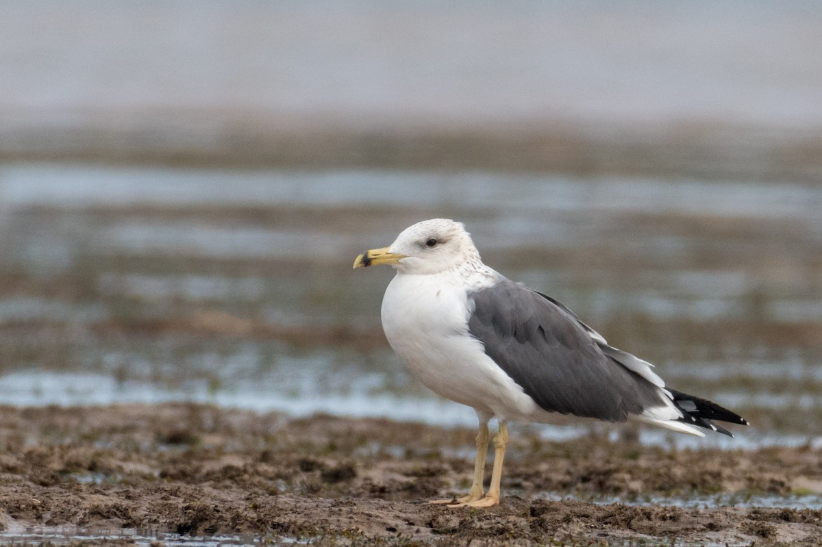 Lesser Black-backed Gull (Heuglin's) - ML207405151