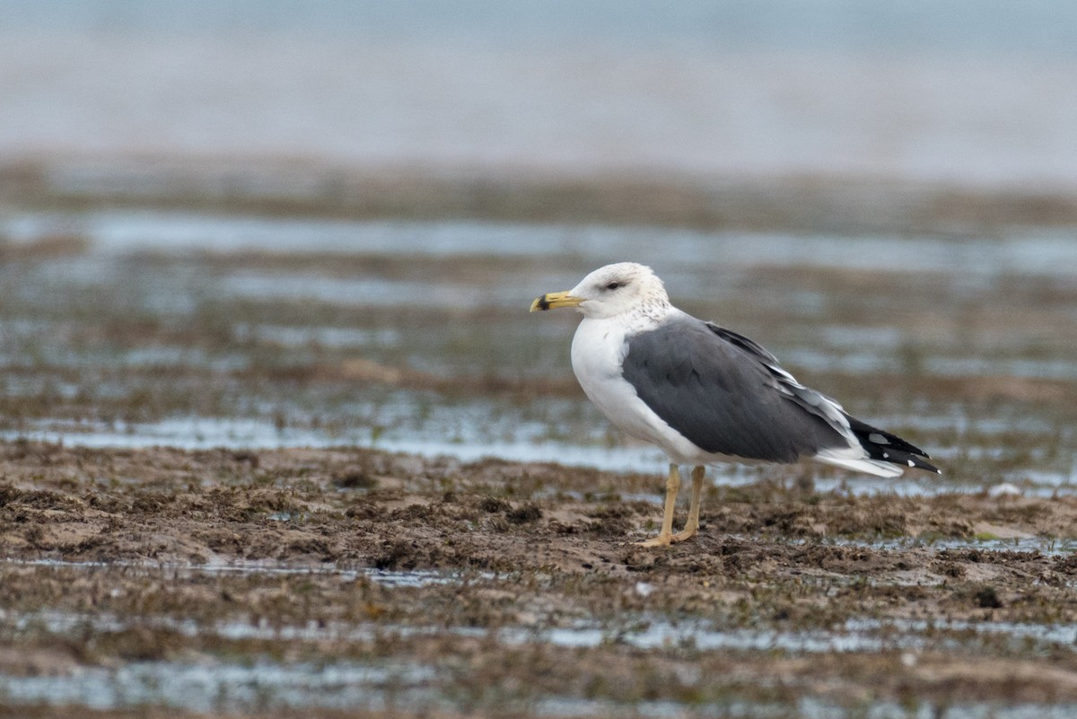 Lesser Black-backed Gull (Heuglin's) - ML207405241