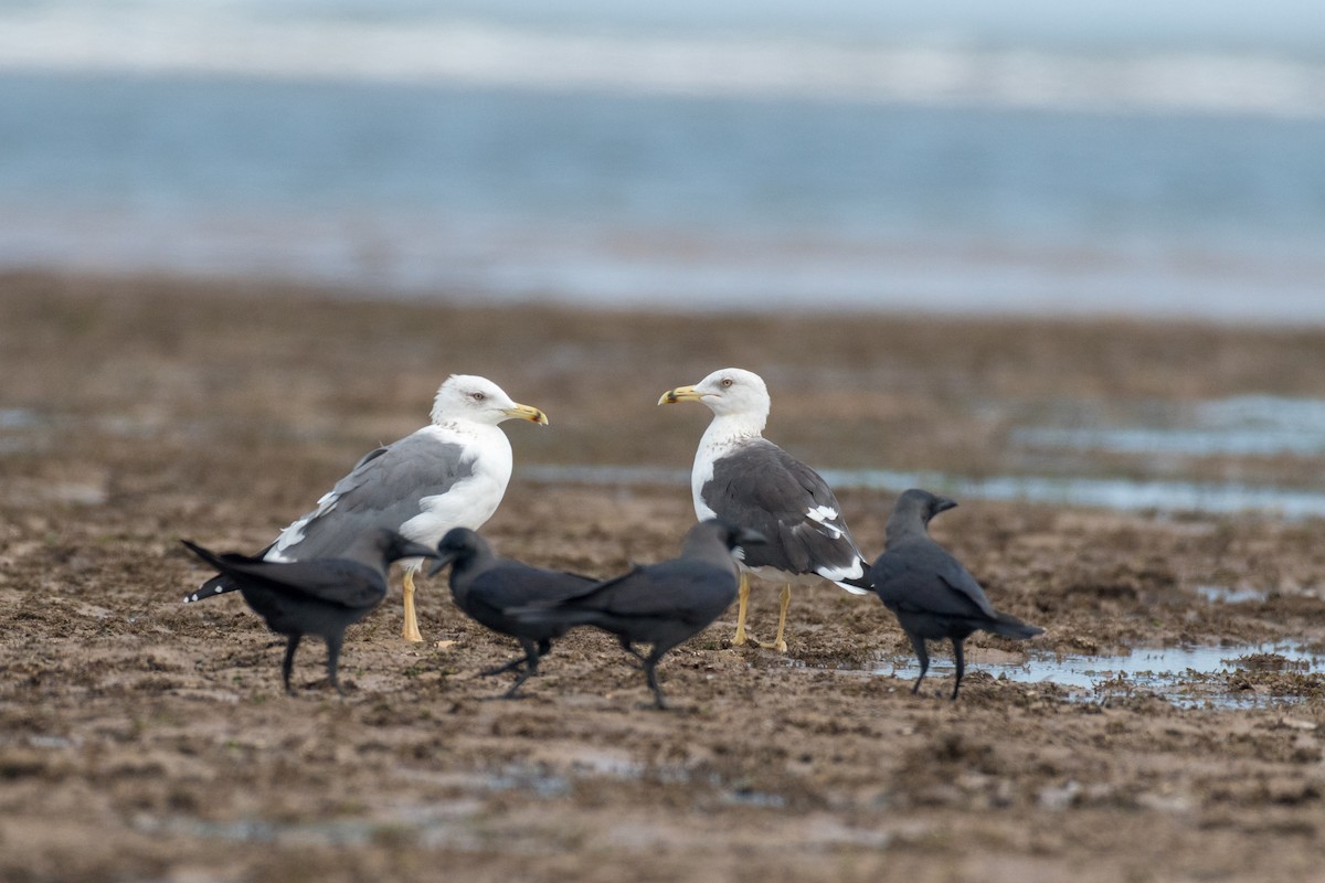 Lesser Black-backed Gull (Heuglin's) - ML207405261