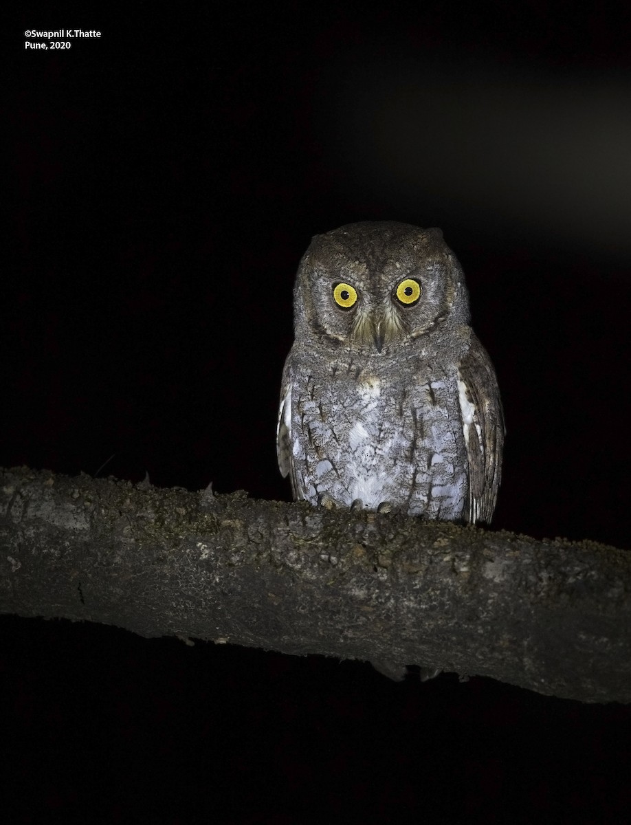 Oriental Scops-Owl - Swapnil Thatte