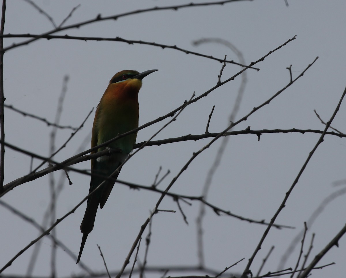 Blue-tailed Bee-eater - ML207409761