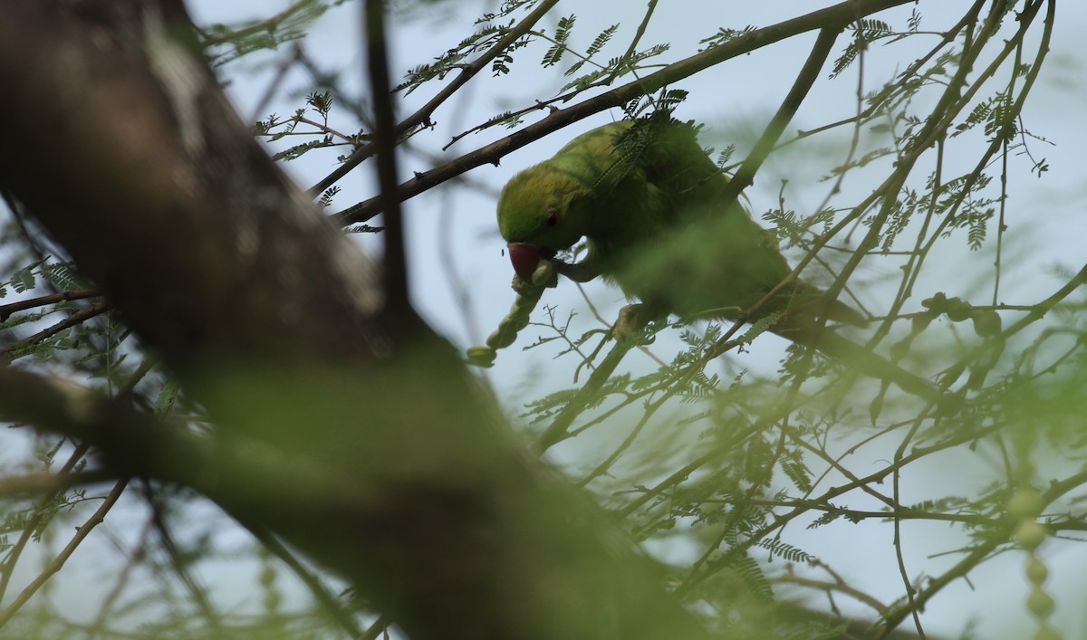 Rose-ringed Parakeet - ML207409971