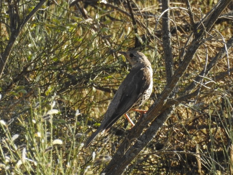 Mistle Thrush - ML207410411