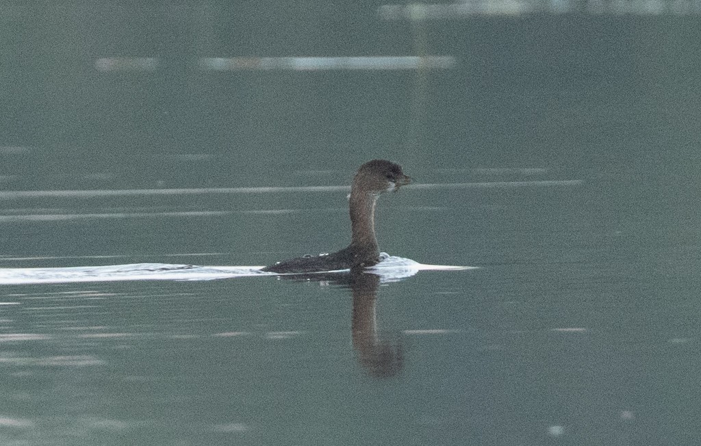 Pied-billed Grebe - ML207410561