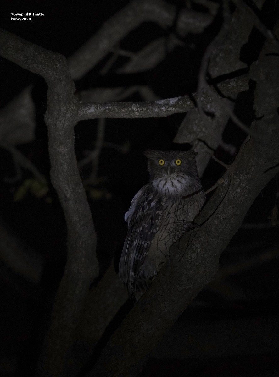 Brown Fish-Owl - ML207410671