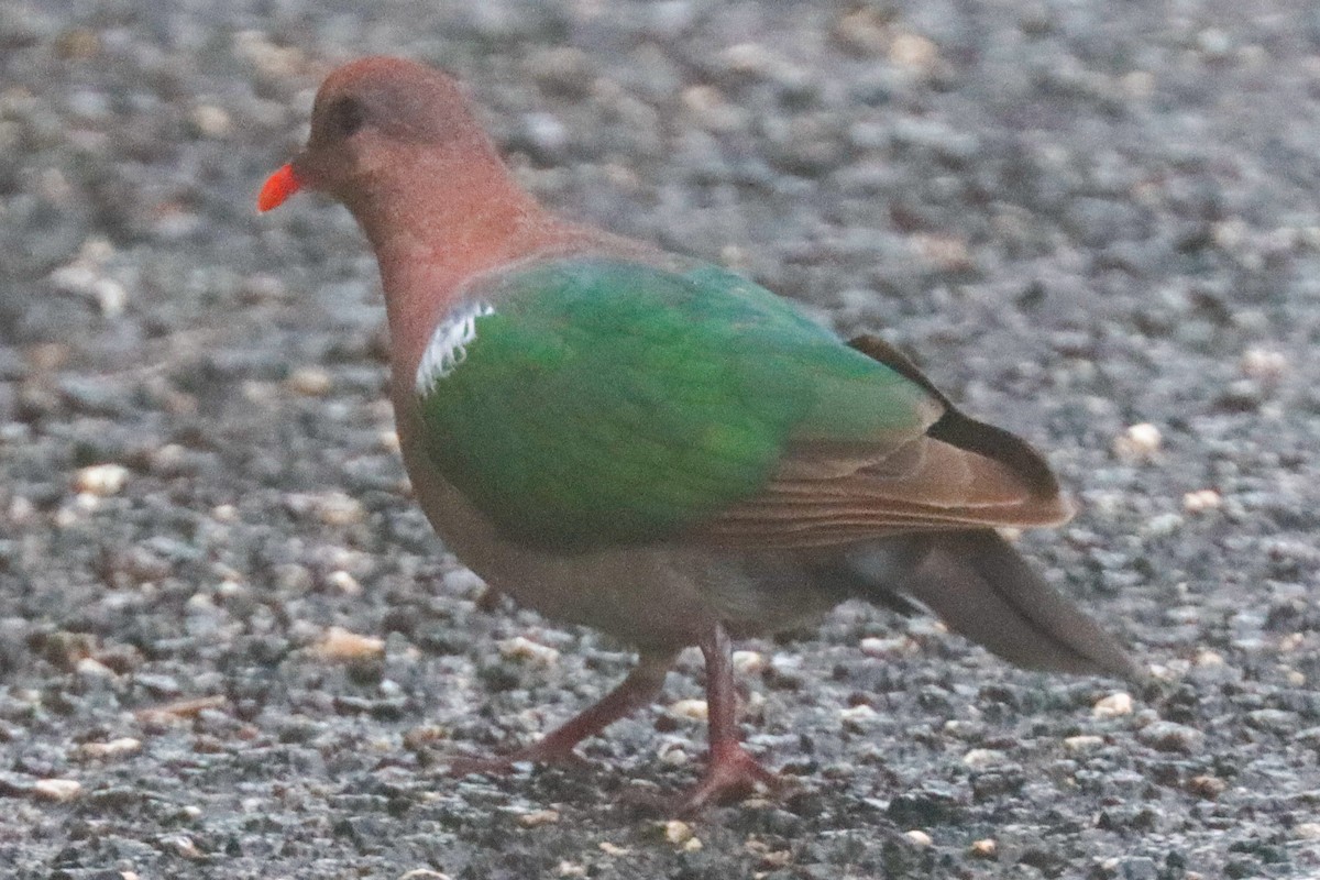 Pacific Emerald Dove - ML207411141