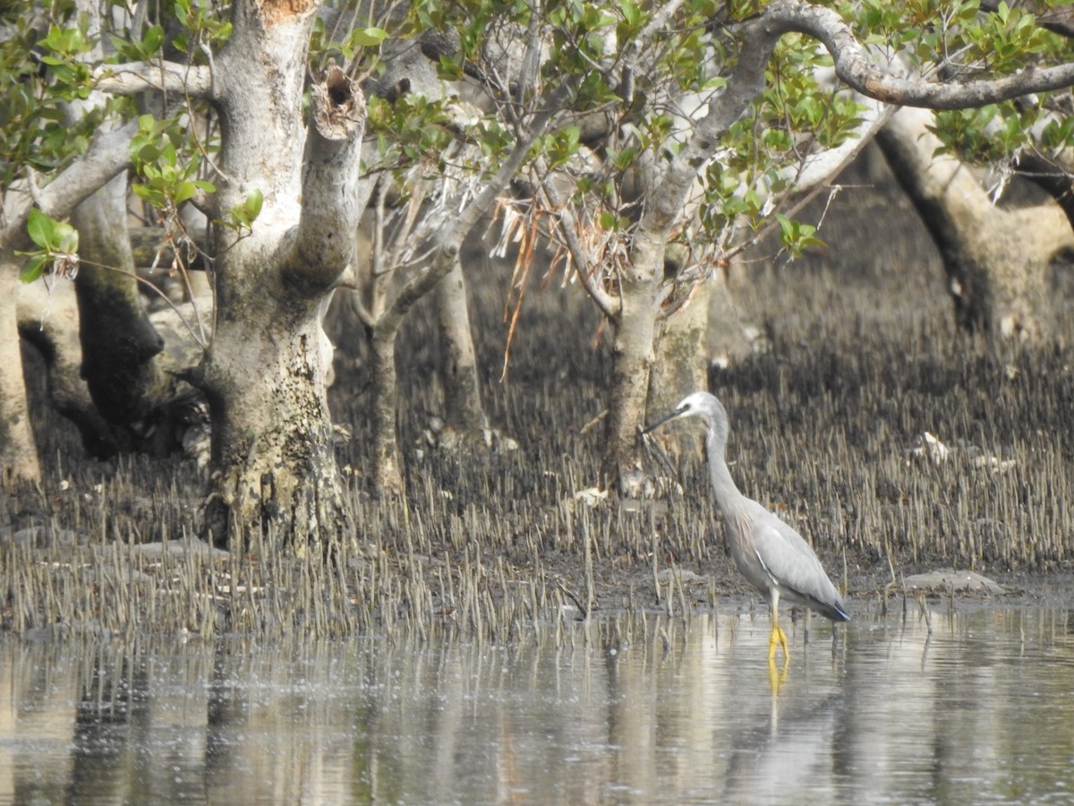 White-faced Heron - ML207411421