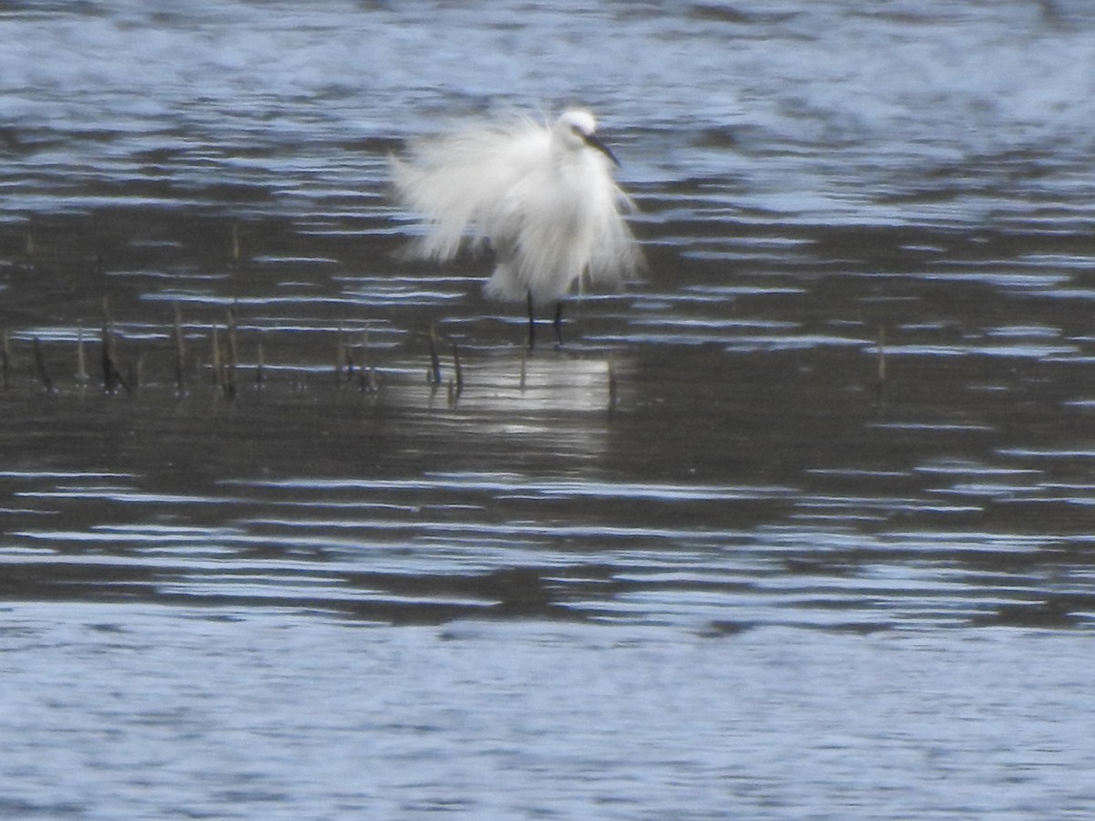 Little Egret - ML207411511