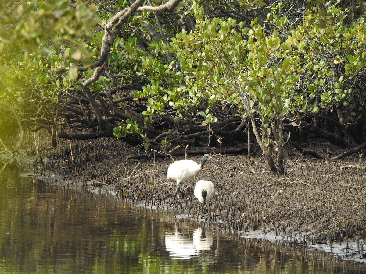 Australian Ibis - ML207411571