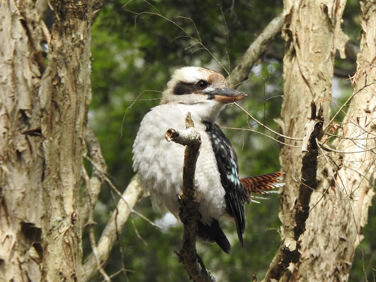 Laughing Kookaburra - ML207411611