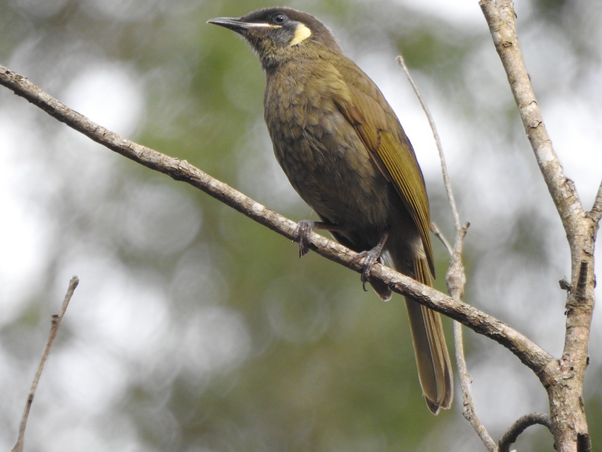 Lewin's Honeyeater - ML207411811