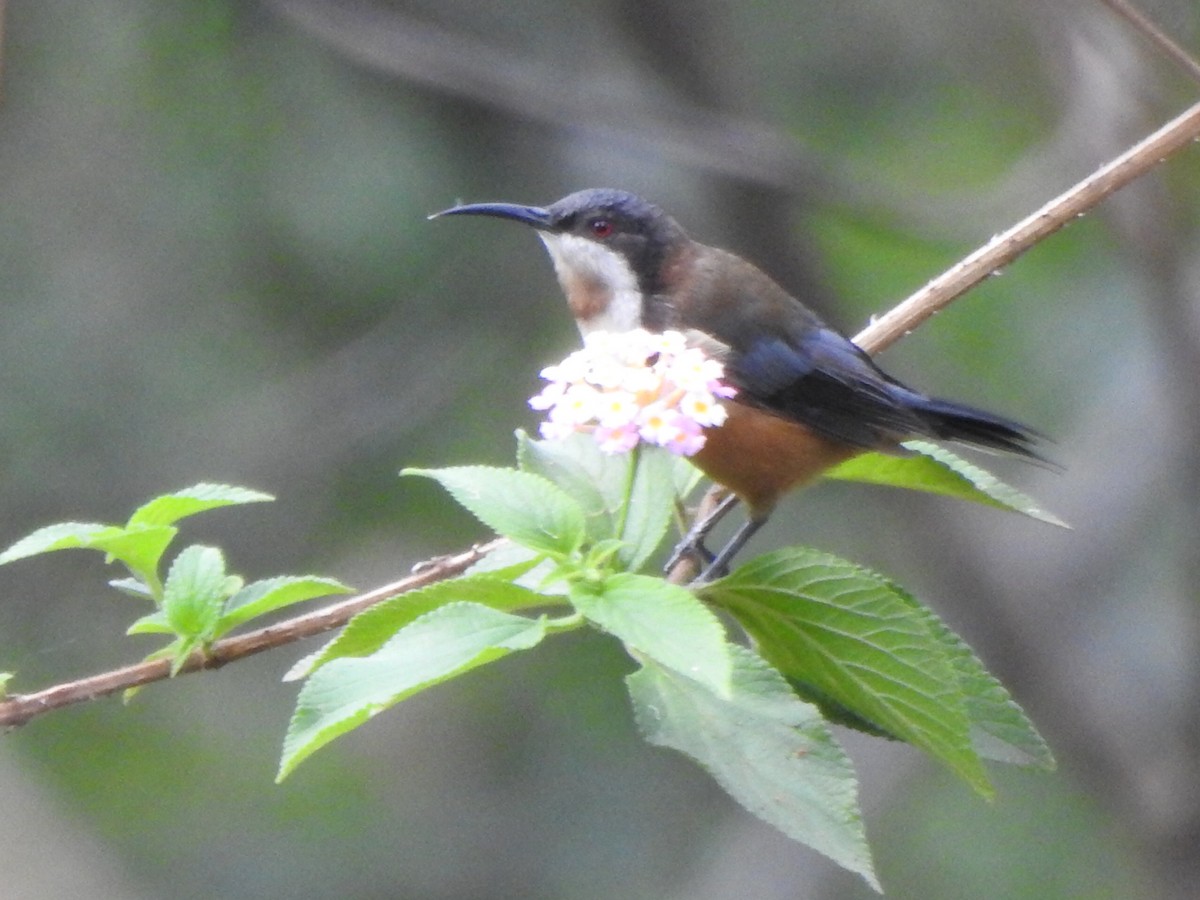 Eastern Spinebill - ML207411911