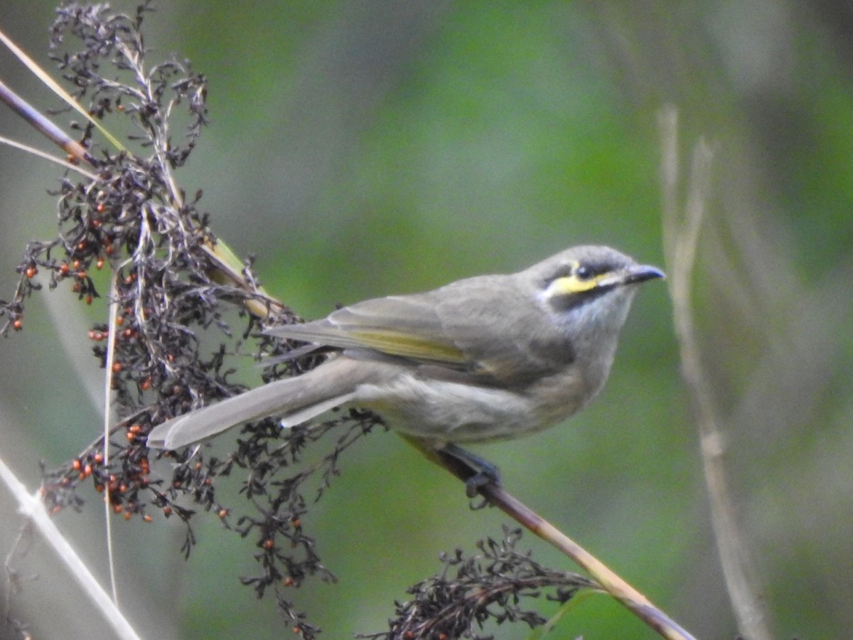 Yellow-faced Honeyeater - ML207411951