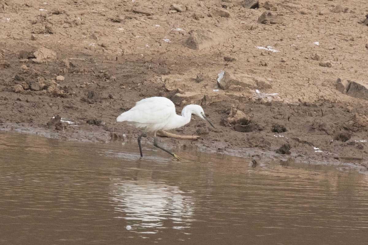 Little Egret - ML207413541