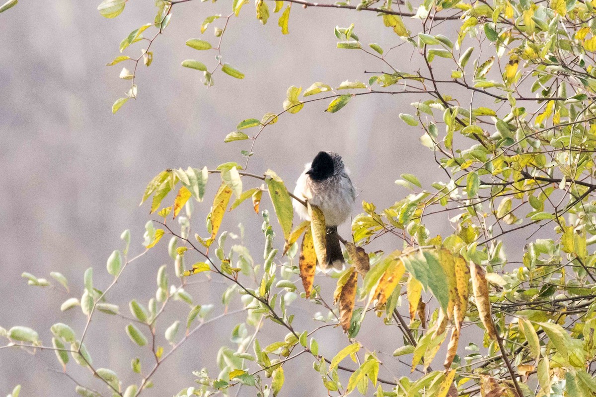 Red-vented Bulbul - ML207413571
