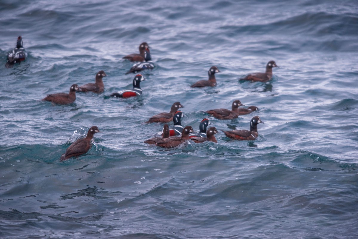 Harlequin Duck - ML207413991