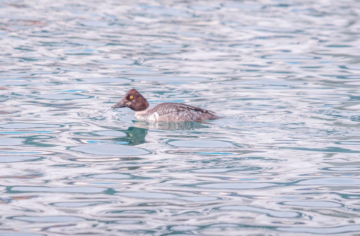 Common Goldeneye - ML207414041