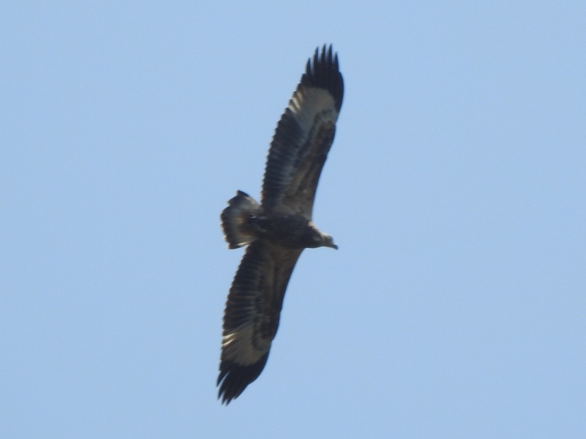 White-bellied Sea-Eagle - ML207414051