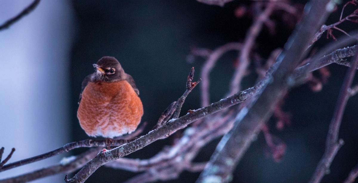 American Robin - ML207414781