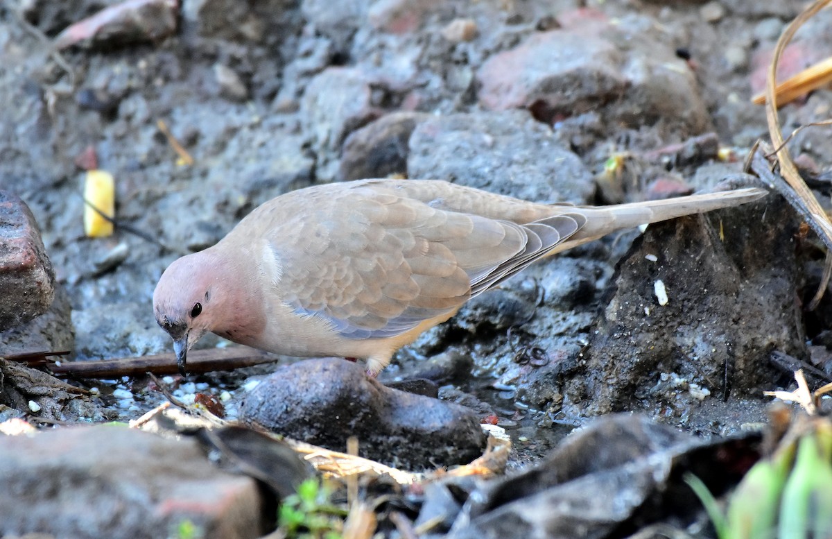 Laughing Dove - ML207415261