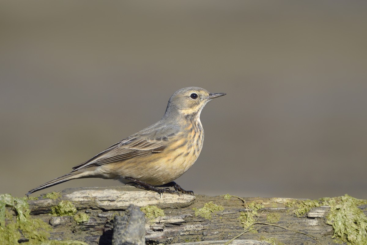 American Pipit - Paul Maury