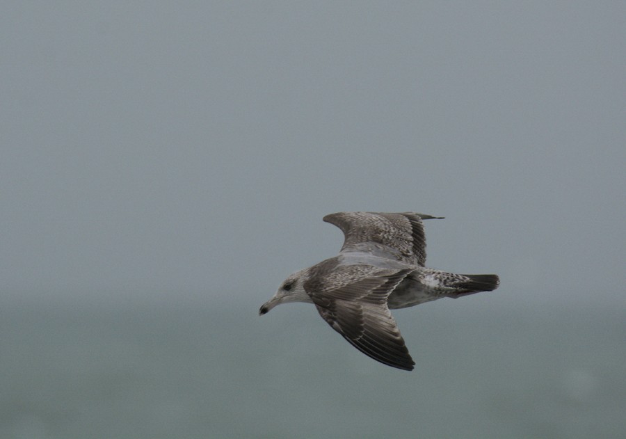 Herring Gull (American) - ML207415991