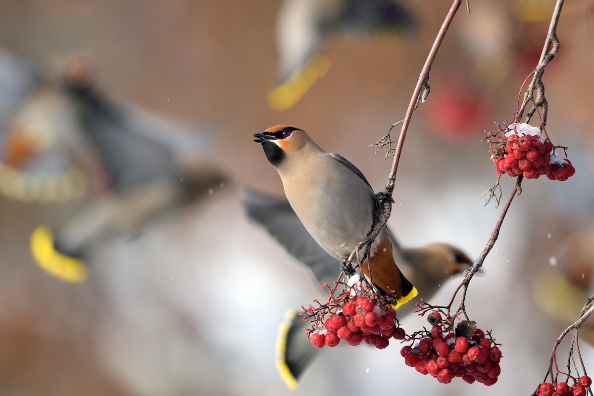 Bohemian Waxwing - ML207416131