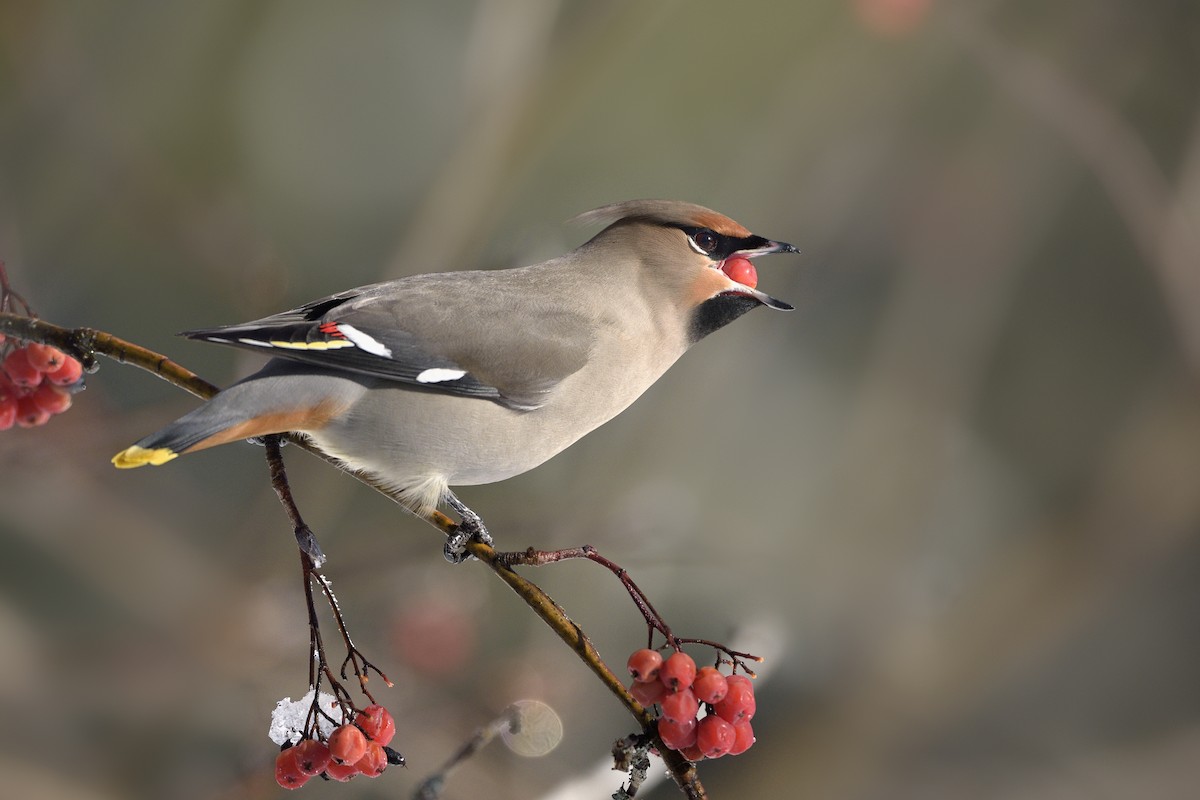 Bohemian Waxwing - ML207416141