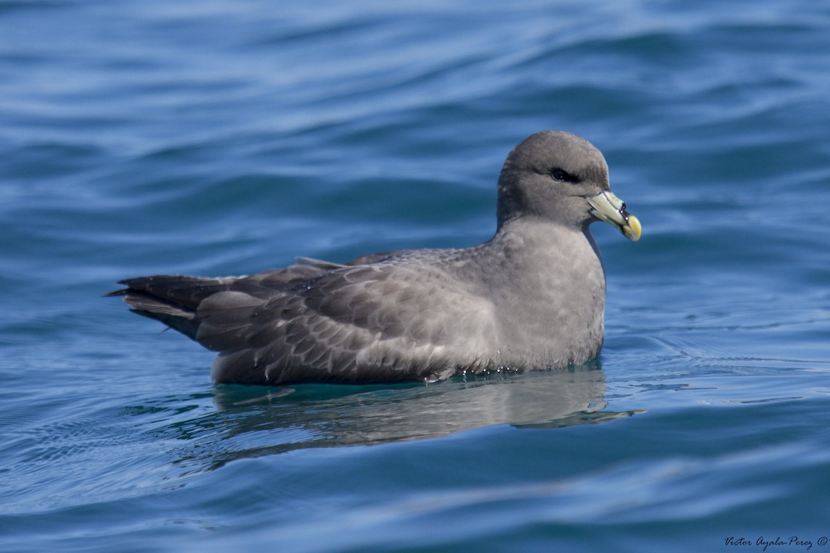 Northern Fulmar - ML20741621