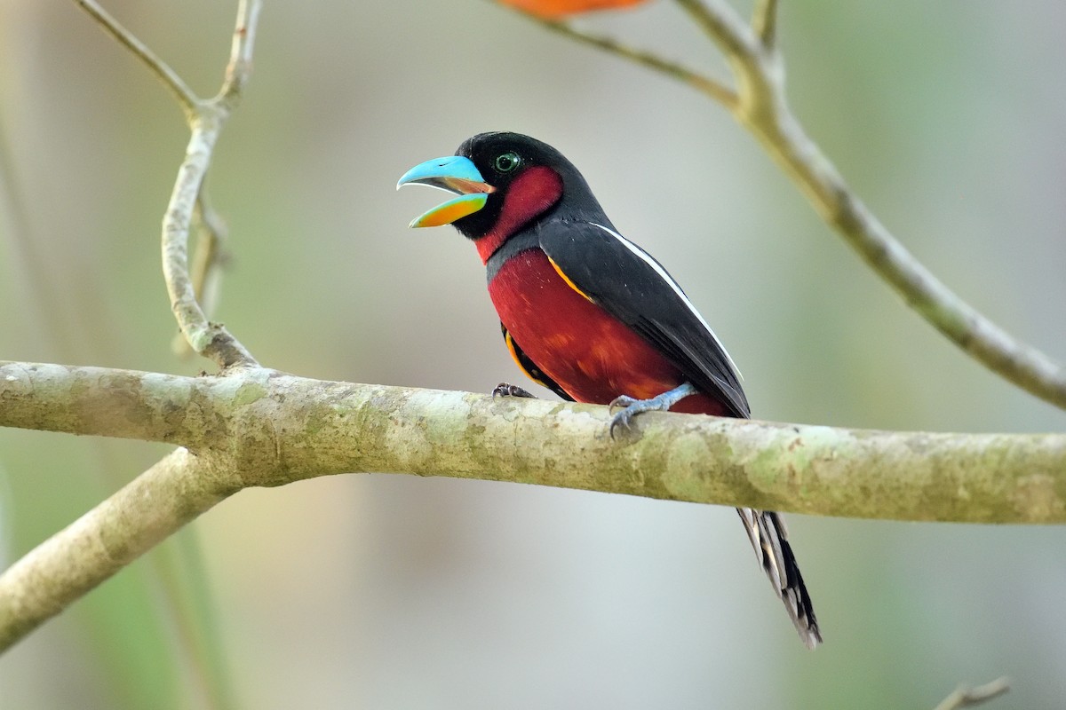 Black-and-red Broadbill - Paul Maury