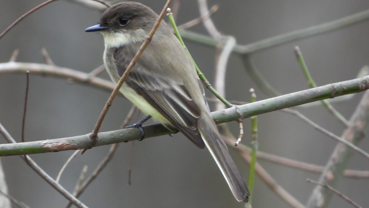 Eastern Phoebe - David Hebert