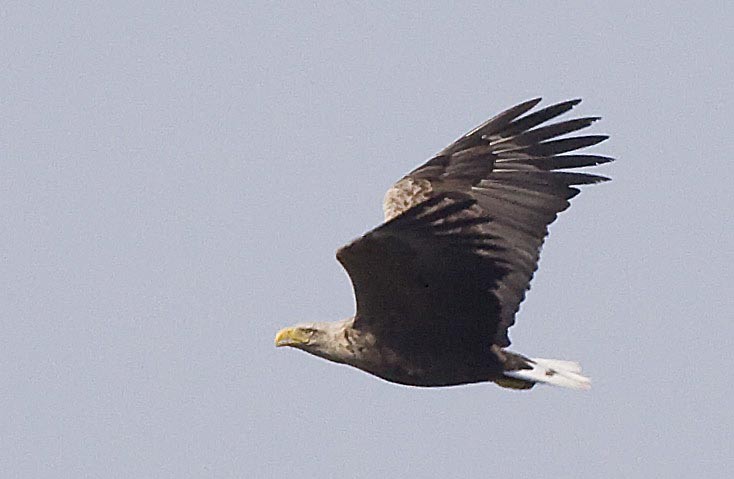 White-tailed Eagle - ML207417581