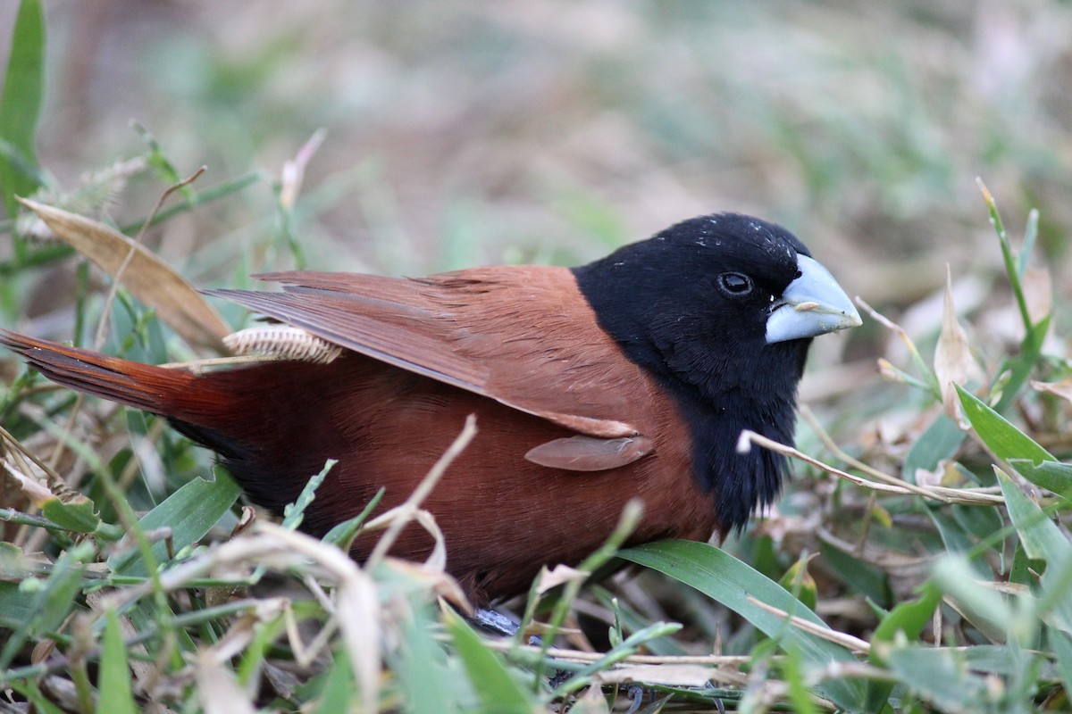 Chestnut Munia - ML207417801