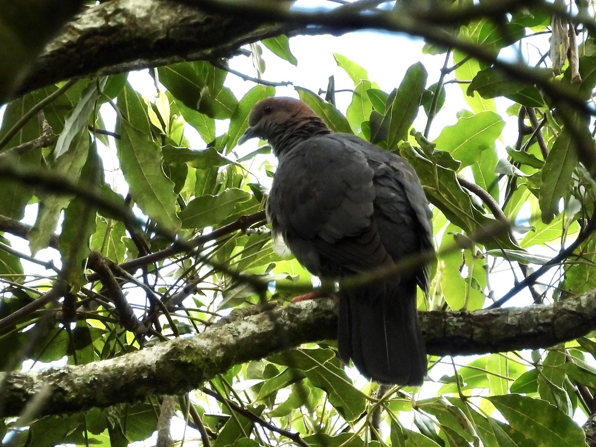 Eastern Bronze-naped Pigeon - GARY DOUGLAS