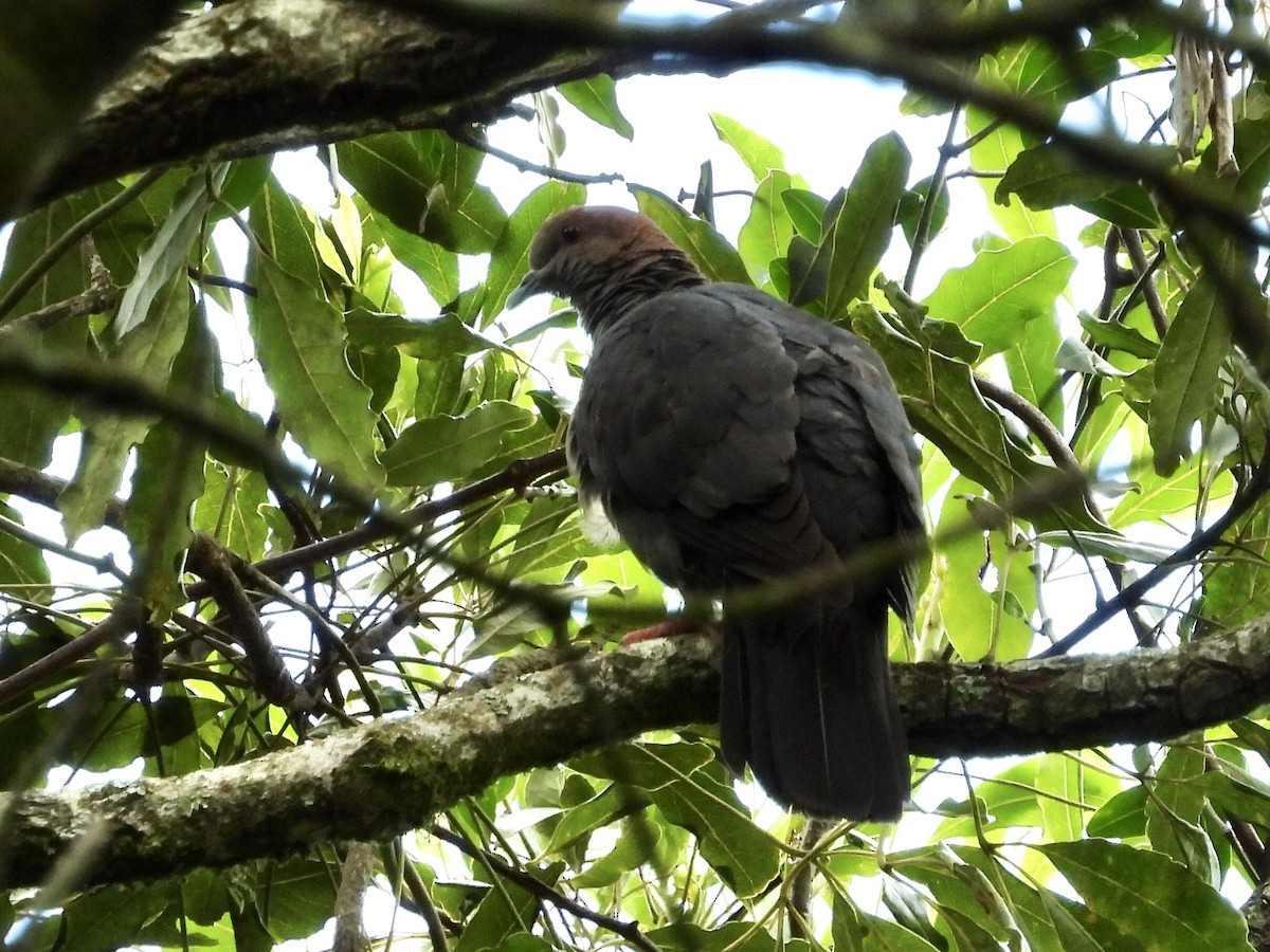 Delegorgue's Pigeon - GARY DOUGLAS