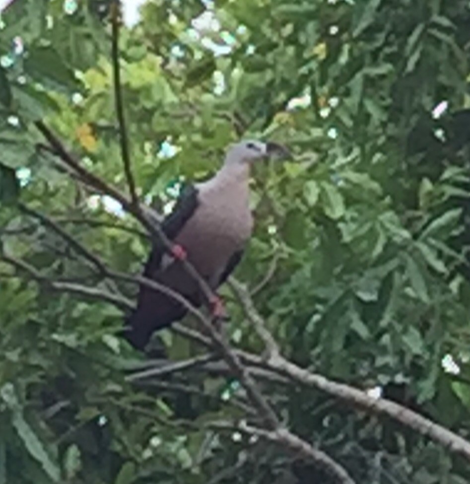 Pacific Imperial-Pigeon - ML20741871
